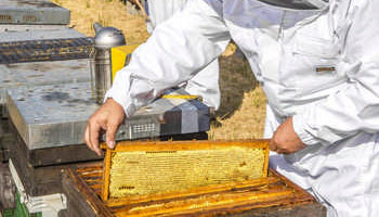 Giez Berri productores de miel de Gipuzkoa