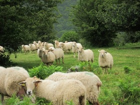 El pastoreo tradicional es altamente beneficioso para la salud de los consumidores